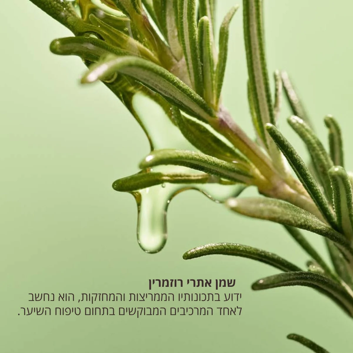 תמונת מוצר 10