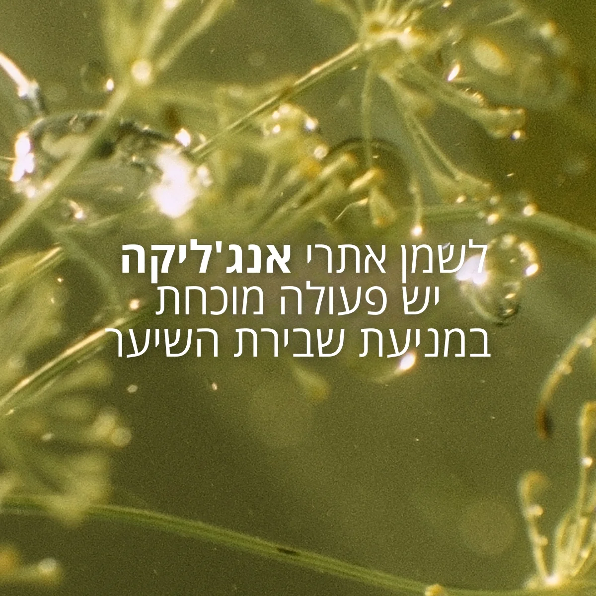 תמונה ממוזערת 2