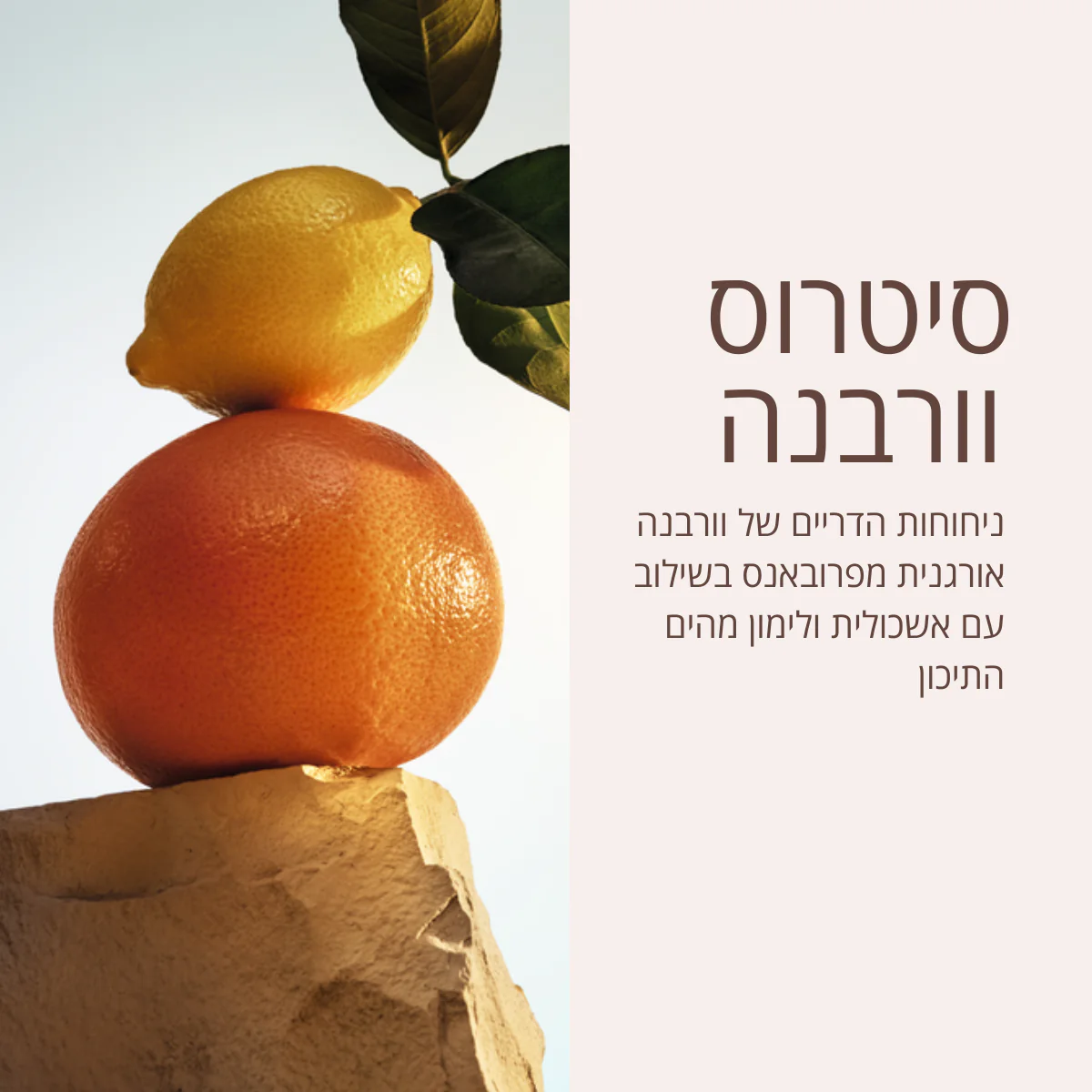 תמונת מוצר 4