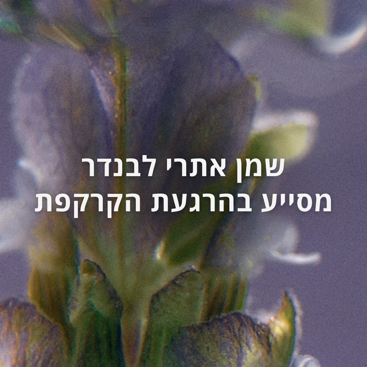 תמונה ממוזערת 2