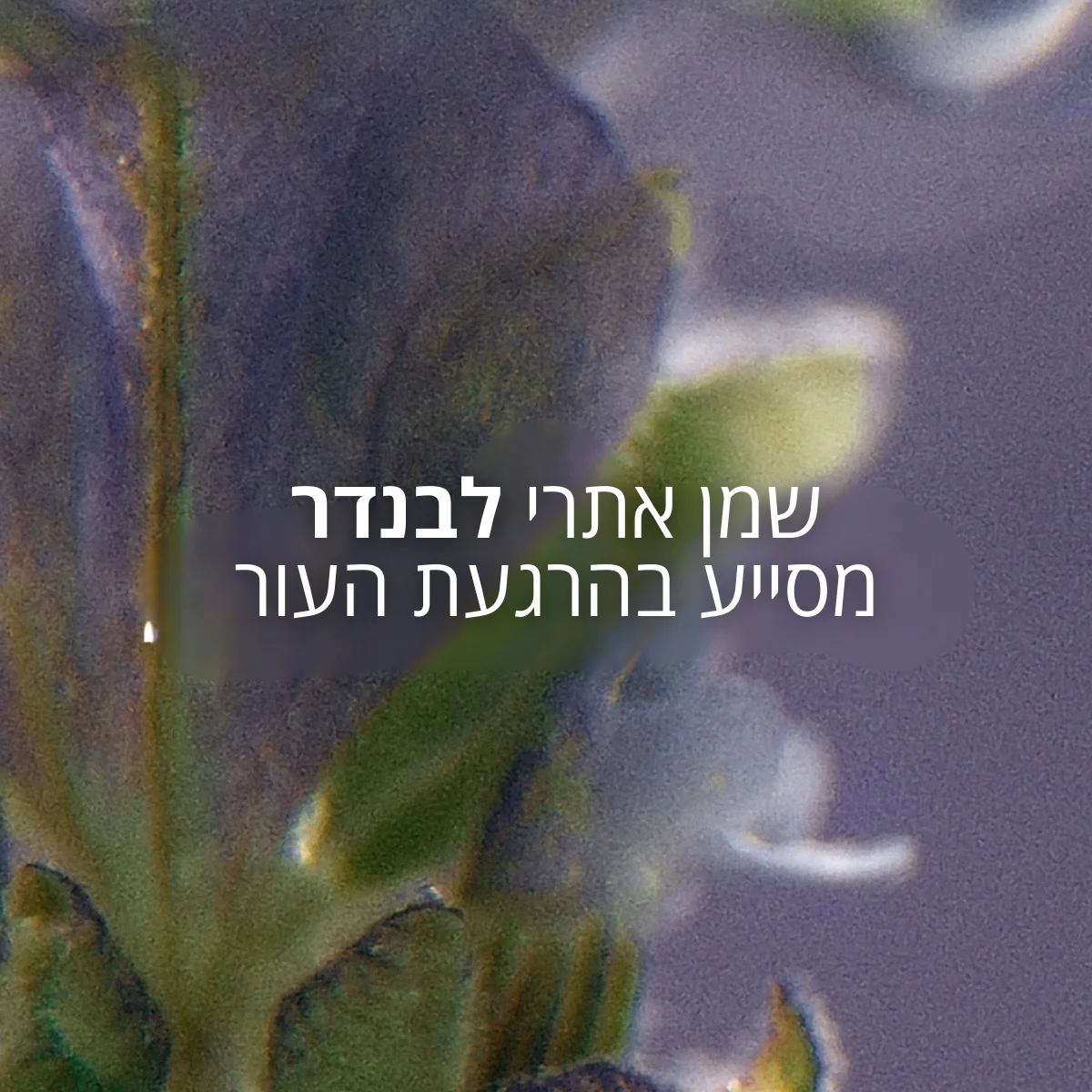 תמונה ממוזערת 2