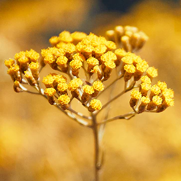 תמונת מוצר 5