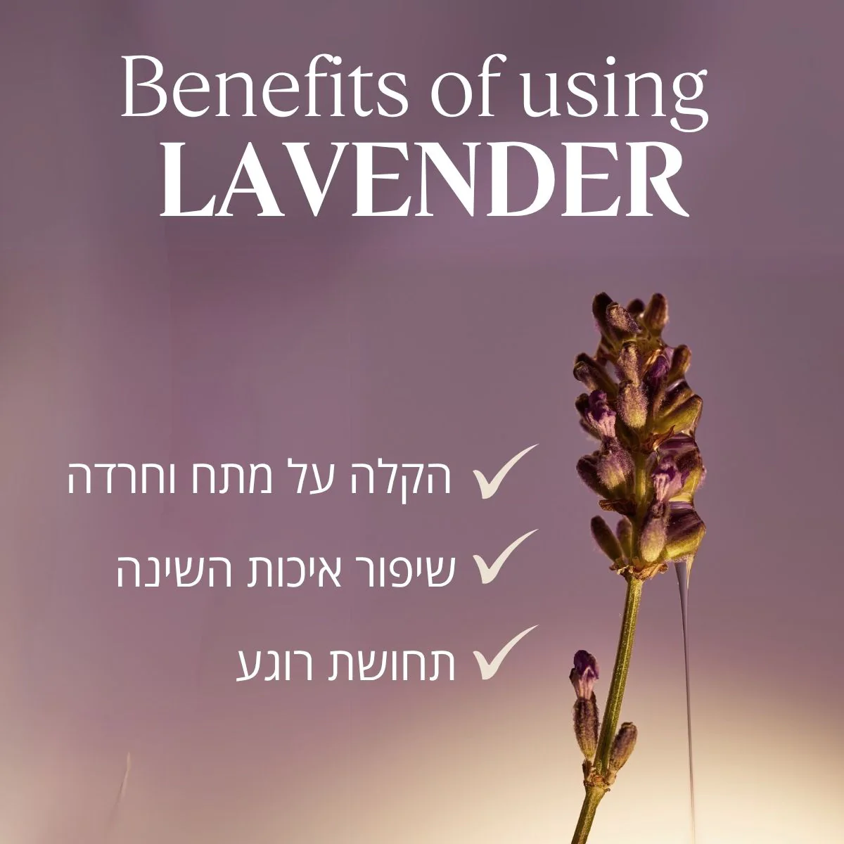 תמונה ממוזערת 2