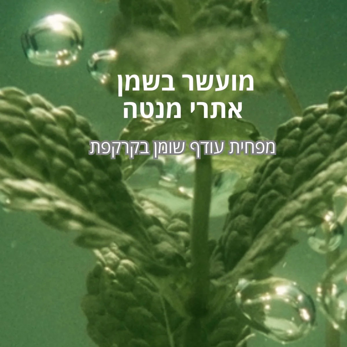 תמונת מוצר 2