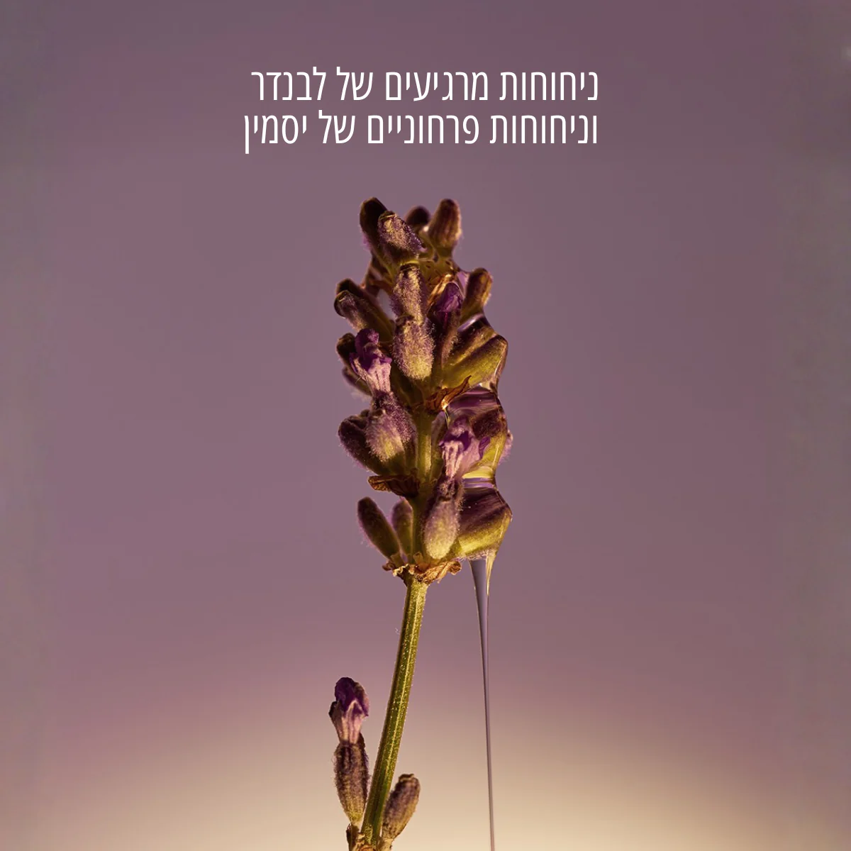 תמונת מוצר 5
