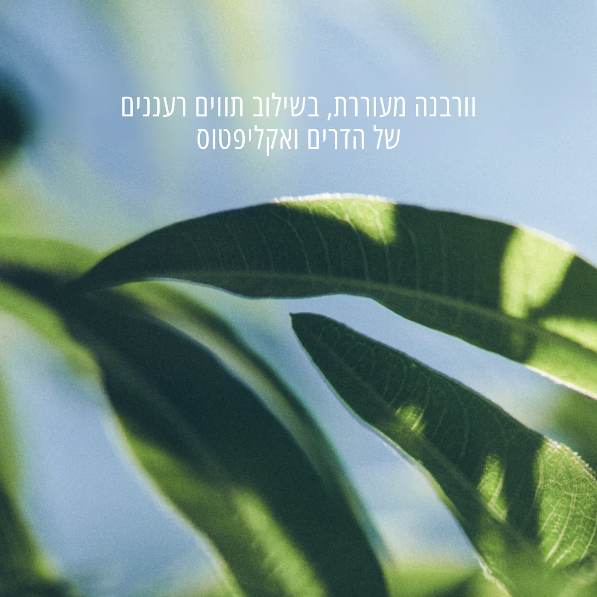 תמונת מוצר 2