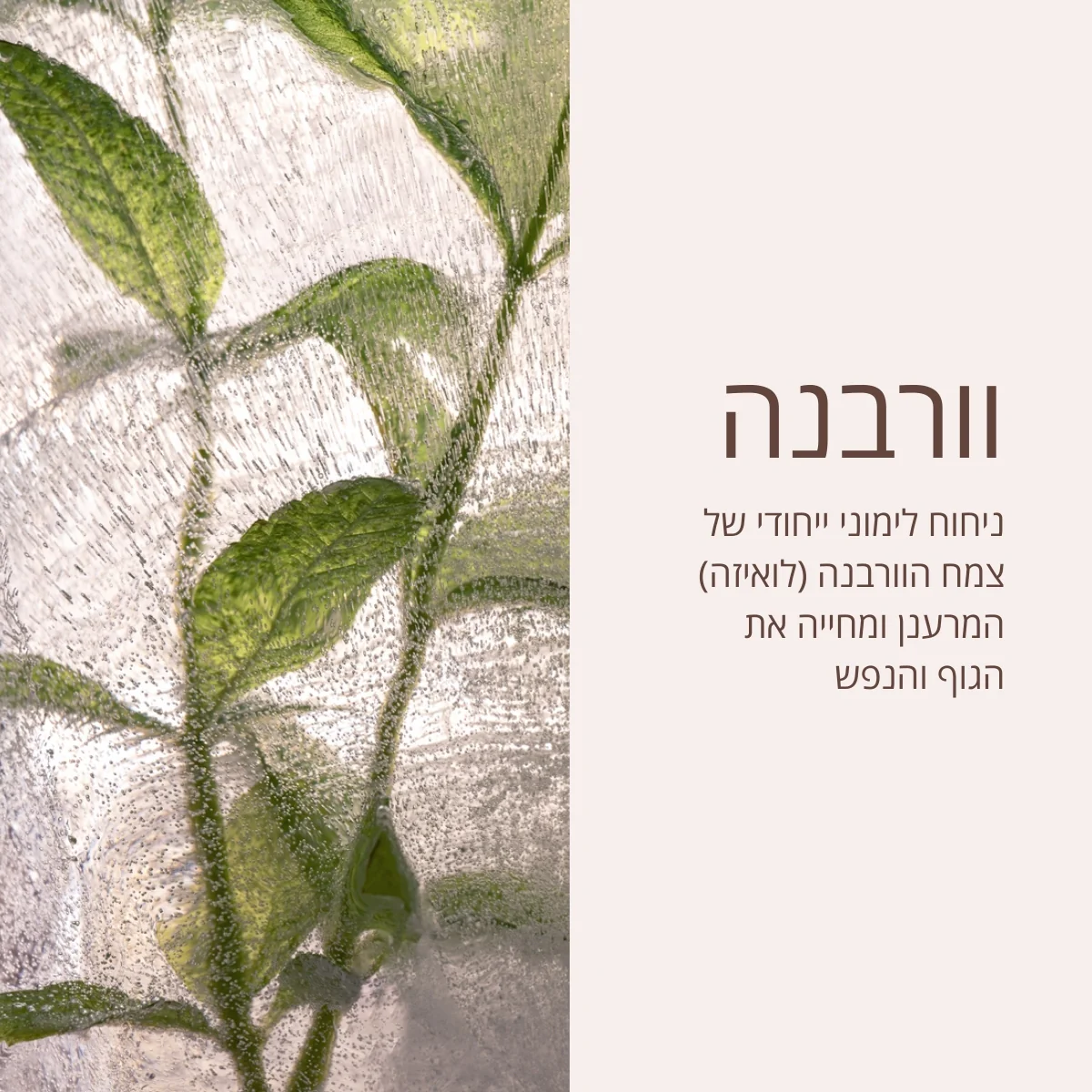 תמונת מוצר 3